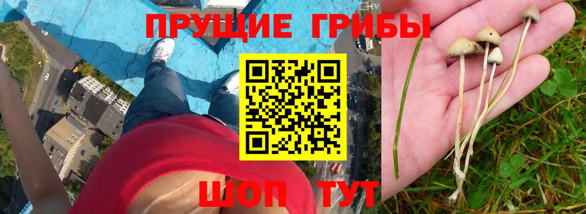 Галлюциногенные грибы GOLDEN TEACHER Лесозаводск